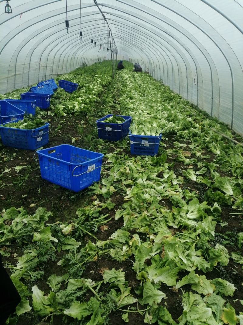 新鲜水果批发，选择哪家更实惠？